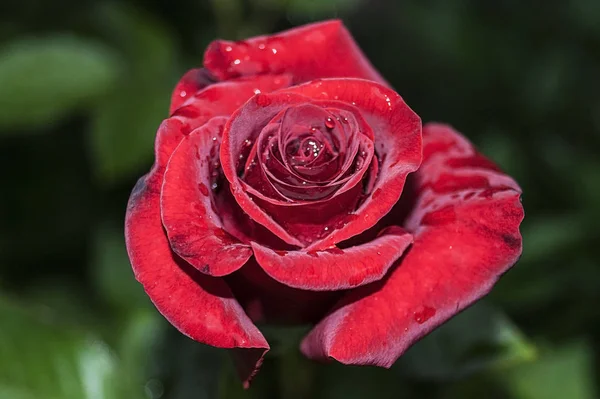 Natürliche Helle Rosen Hintergrund Knallrote Rosen Zum Valentinstag Nahaufnahme Makroaufnahme — Stockfoto