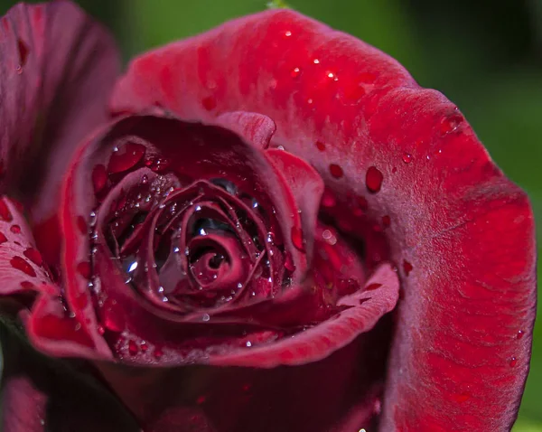 Fundo Rosas Brilhantes Naturais Rosa Vermelha Brilhante Para Dia Dos — Fotografia de Stock