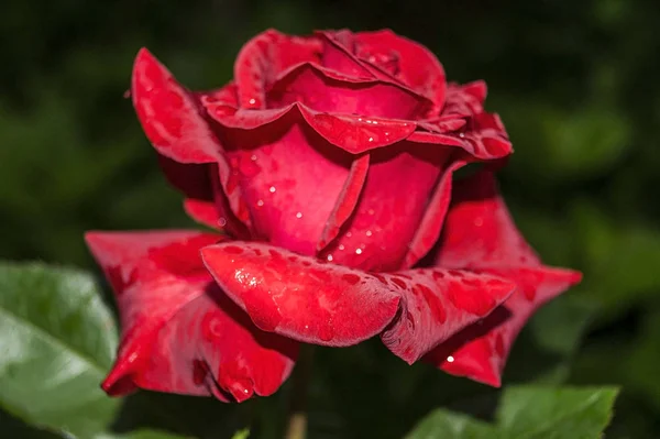 自然の明るいバラの背景 バレンタインデーには鮮やかな赤いバラ 閉じて マクロショット 赤いバラの花 赤いバラと水の滴を閉じます 花屋でバラ 赤いバラの花 バラの花びら — ストック写真