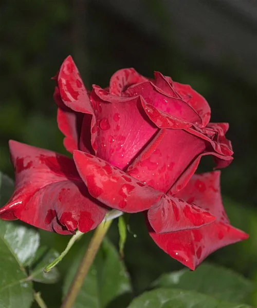 自然の明るいバラの背景 バレンタインデーには鮮やかな赤いバラ 閉じて マクロショット 赤いバラの花 赤いバラと水の滴を閉じます 花屋でバラ 赤いバラの花 バラの花びら — ストック写真