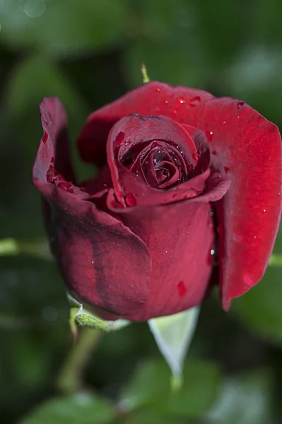 Fundo Rosas Brilhantes Naturais Rosa Vermelha Brilhante Para Dia Dos — Fotografia de Stock