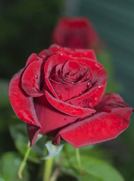 Φυσικό Φωτεινό Φόντο Τριαντάφυλλα Λαμπερό Κόκκινο Τριαντάφυλλο Για Την Ημέρα — Φωτογραφία Αρχείου