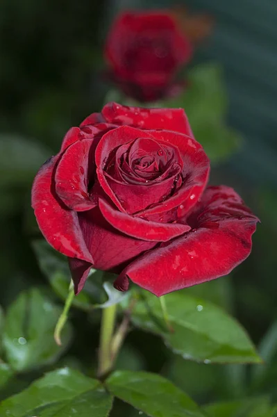Naturale Sfondo Rose Luminose Rosa Rossa Brillante San Valentino Primo Immagine Stock