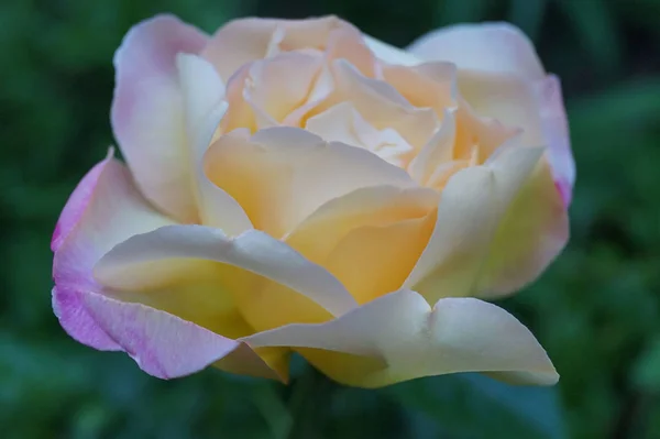 Vintage Tea Rose Närbild Bra Design För Alla Ändamål Semester — Stockfoto