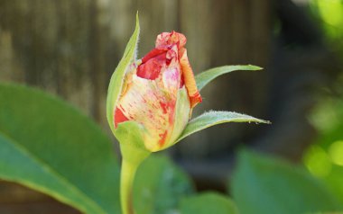 Ahşap bir sütun arka plan üzerinde bir çiçeklenme sarı-kırmızı gül tomurcuk. Vintage. Close. Bokeh. Makro.
