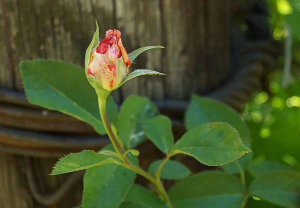 Blommande Gul Röd Ros Knopp Trä Pelare Bakgrund Vintage Närbild — Stockfoto