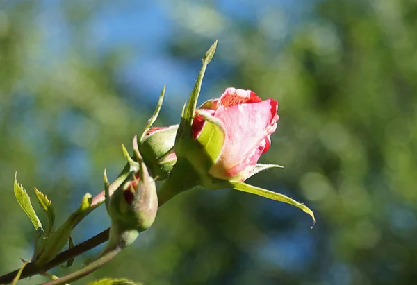 Drop Rose Knopp Mot Den Blå Himlen Närbild Makro Bokeh — Stockfoto