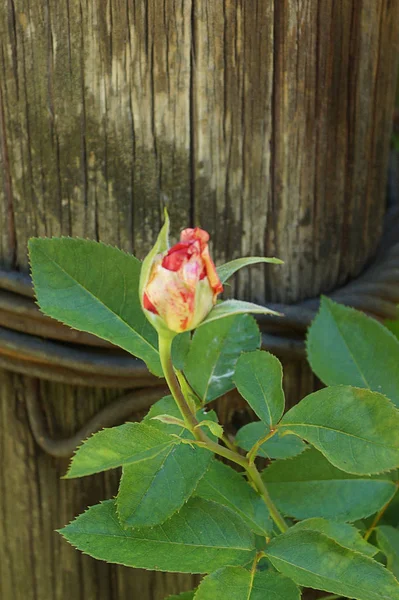 木柱背景上盛开的黄红玫瑰芽 博克宏观 — 图库照片