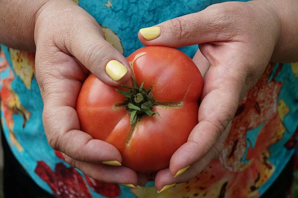 Woman holds ripe tomatoes, great design for any purposes. Natural food. Tomatoes background. Healthy lifestyle. Health eating ingredient. Nature background. Tomatoes juicy.