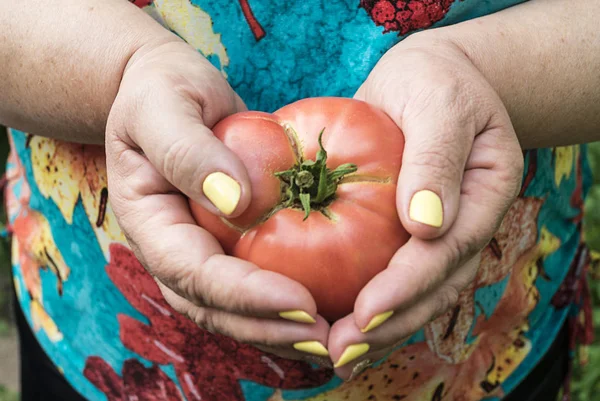 Woman holds ripe tomatoes, great design for any purposes. Natural food. Tomatoes background. Healthy lifestyle. Health eating ingredient. Nature background. Tomatoes juicy.