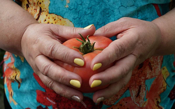 Kadın olgun domates, herhangi bir amaç için büyük tasarım tutar. Doğal yemek. Domates arka plan. Sağlıklı yaşam tarzı. Sağlık yeme maddesi. Doğa arka planı. Domates sulu.