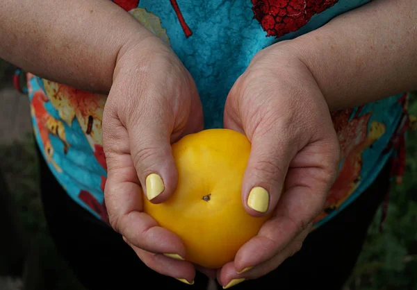 Kadın olgun domates, herhangi bir amaç için büyük tasarım tutar. Doğal yemek. Domates arka plan. Sağlıklı yaşam tarzı. Sağlık yeme maddesi. Doğa arka planı. Domates sulu.
