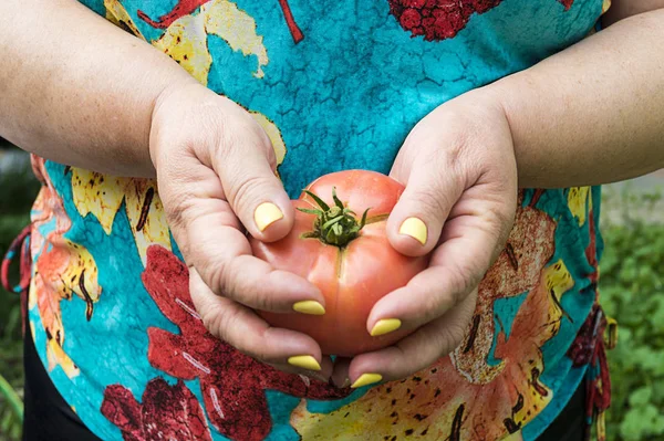 Woman holds ripe tomatoes, great design for any purposes. Natural food. Tomatoes background. Healthy lifestyle. Health eating ingredient. Nature background. Tomatoes juicy.