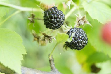 Yeşil arka plan üzerinde Böğürtlen çalı olgun meyveleri. Vejetaryen beslenme. Çiğ vejetaryen yemeği. Beyaz arka plan. Renkli arka plan vektörü. Sonbahar bahçesi. 