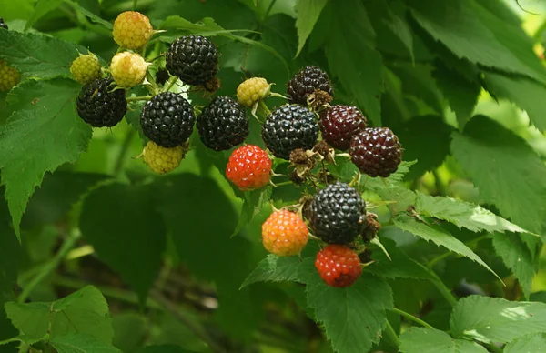 Blackberry Bush Fructe Padure Coapte Fundal Verde Nutriție Vegetariană Mâncare — Fotografie, imagine de stoc