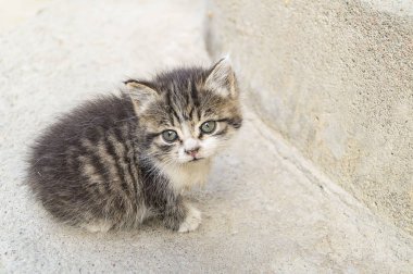 Küçük, sevimli, çizgili kedi yavrusu. Gri bir arka plan üzerinde. Meraklı gri kedi yavrusu. Evde küçük kedi. Küçük evcil hayvan