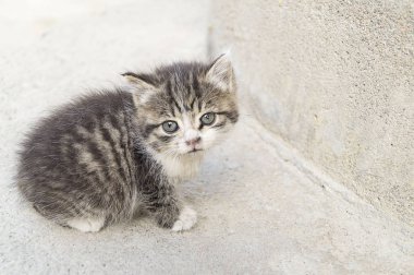 Küçük, sevimli, çizgili kedi yavrusu. Gri bir arka plan üzerinde. Meraklı gri kedi yavrusu. Evde küçük kedi. Küçük evcil hayvan