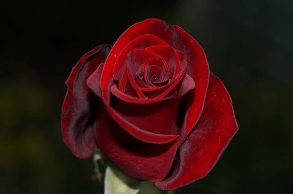 Πανέμορφο Τριαντάφυλλο Βουργουνδίας Βελούδινη Γκρο Πλαν Floral Σετ Γάμου Vintage — Φωτογραφία Αρχείου