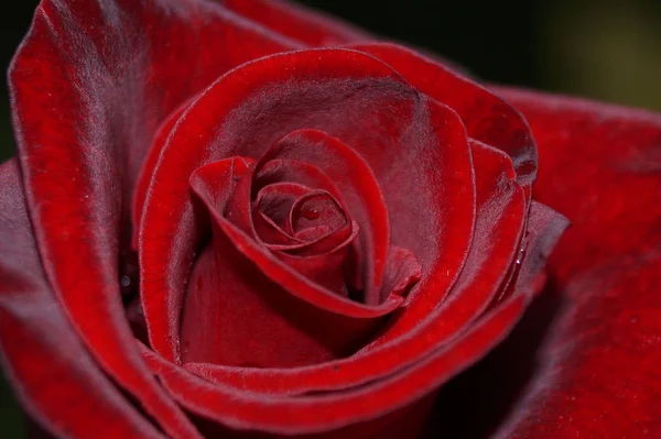 Vacker Vinröd Ros Sammetslen Närbild Bröllop Blomset Vintage Blommönster Inbjudningskort — Stockfoto