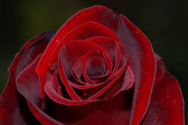 Прекрасна Бургундська Троянда Оксамитовий Крупним Планом Весільний Квітковий Набір Вінтажний — стокове фото