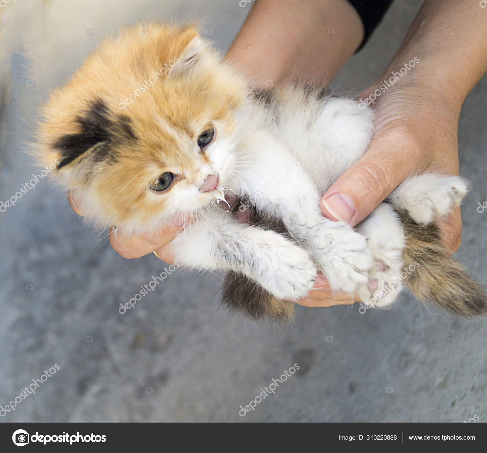 cute ginger kittens
