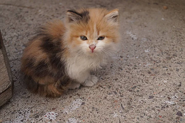 Gato Gengibre Giro Ele Tem Menos Mês Idade Pequenina Fluffy — Fotografia de Stock