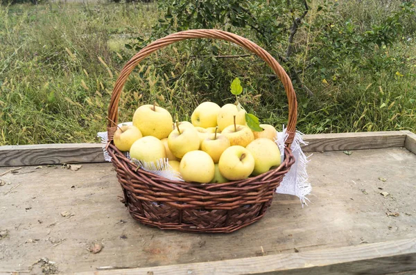 Basket Ripe Yellow Apples Stands Cart Transporting Crop Apple Orchard — Stock Photo, Image
