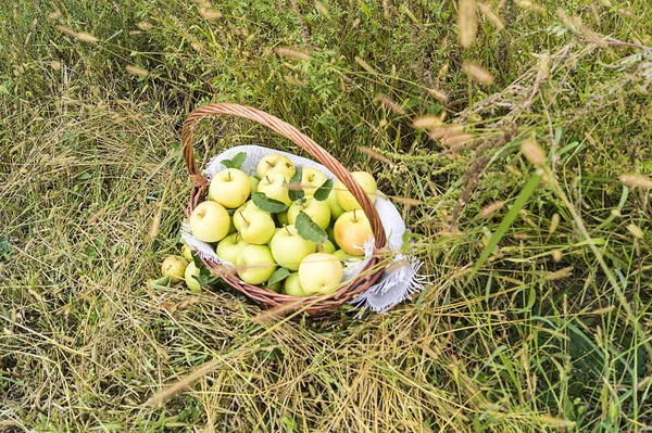 黄色い熟れたリンゴのバスケットが草の中に立っています 素晴らしい自然背景 収穫したリンゴ — ストック写真