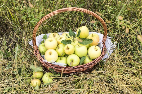 Coș Mere Coapte Galbene Stă Iarbă Mare Fundal Natural Toamna — Fotografie, imagine de stoc