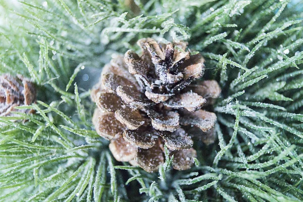 Pine Branch Cone Christmas Decoration Close Macro Christmas Background — Stock Photo, Image