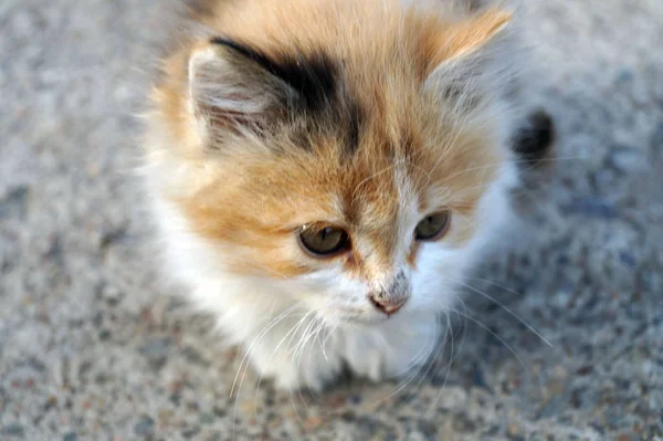 Little Fluffy Kitten Sits Ground Looks Camera Newborn Tricolor Kitten — Stock Photo, Image
