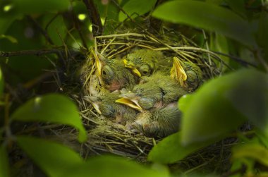 Little birds in a nest with open beaks in the bushes. clipart