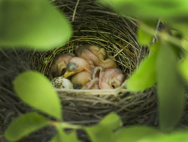 Little birds in a nest in the bushes.