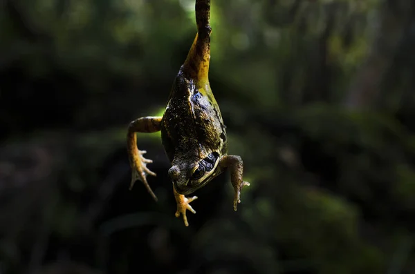 Gelb-schwarzer Frosch vor dem Hintergrund des Waldes auf dem Kopf — Stockfoto