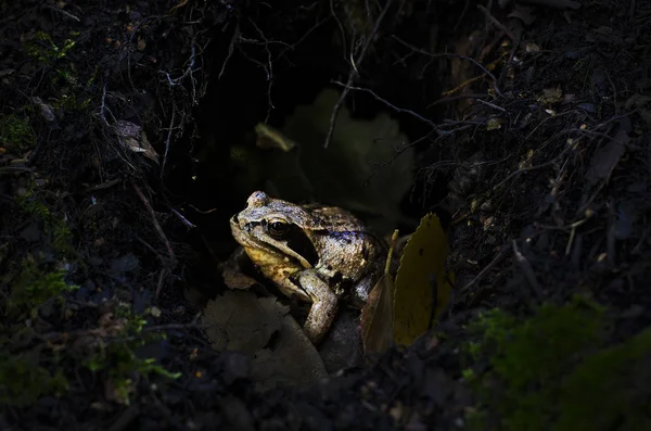 Sapo preto e amarelo na floresta entre os ramos. Fundo de Halloween — Fotografia de Stock