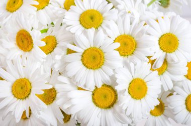 Bir buket papatyanın arka planında. Doğal doku.