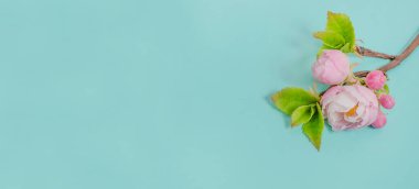 Narin mavi arkaplanda sakura çiçeği - kopya alanı olan pankart