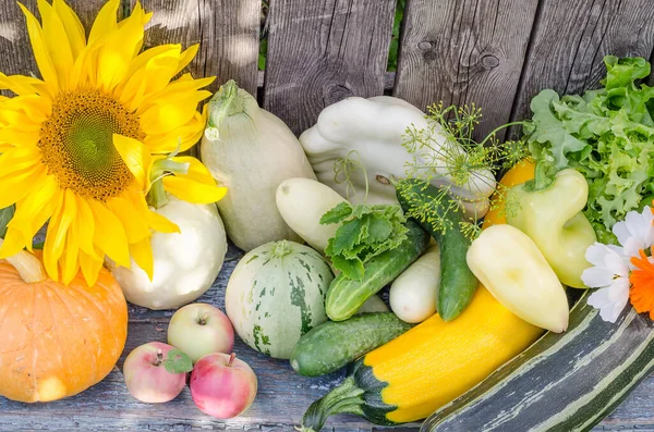 Harvesting seasonal vegetables in the garden, harvest festival.