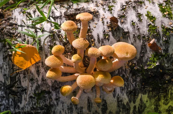 Late Edible Forest Mushrooms Honey Agarics Birch Autumn Mushroom Picking — Stock Photo, Image