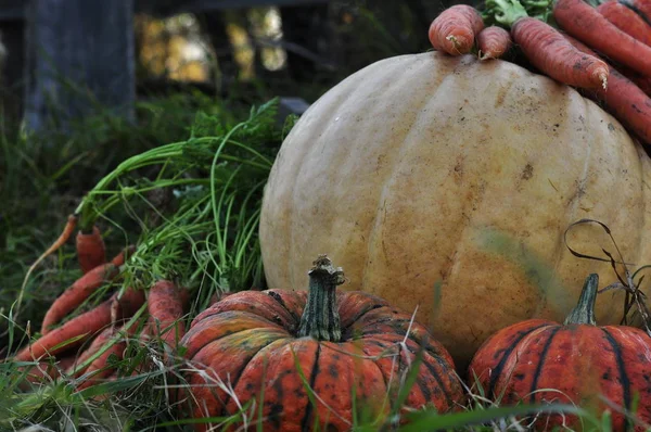 Calabazas Naranjas Para Halloween Encuentran Hierba Cerca Hermosa Cerca Mimbre — Foto de Stock