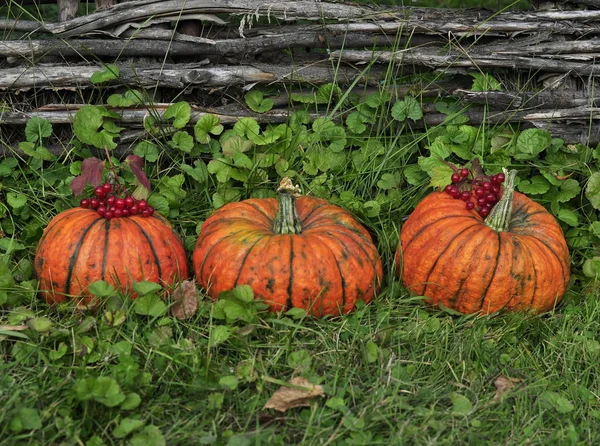 Calabazas Naranjas Para Halloween Encuentran Hierba Cerca Hermosa Cerca Mimbre — Foto de Stock