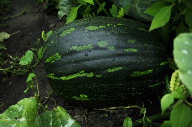 Büyük bir kabak meyvesi ya da karpuz yakın çekim, üst manzara. Sebze, Doku