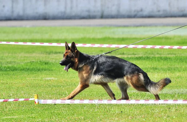 Pastore Tedesco Giro Ring Una Mostra Canina — Foto Stock