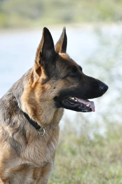 Portret Van Een Duitse Herder Van Dichtbij — Stockfoto