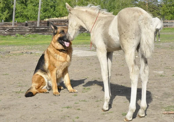 The foal meets a German shepherd . Friendship of a horse and a German shepherd