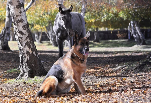 Pastore Tedesco Nel Parco Che Cammina Con Cavallo Amici — Foto Stock