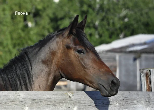 Portrait Cheval Sauvage Gros Plan Vue Latérale Couverture — Photo