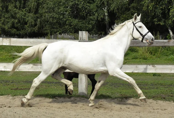 Белая Лошадь Прыгает Песку Конном Клубе — стоковое фото