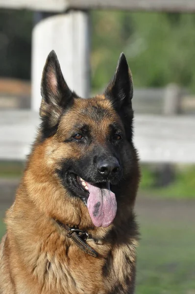 Portrait German Shepherd Dog Close — Stock Photo, Image