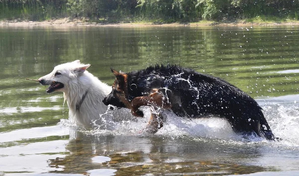 Cachorro Pastor Alemão Brinca Água Com Cão Pastor Suíço Revestido — Fotografia de Stock